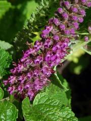 Ožanka (Teucrium hircanicum L.)