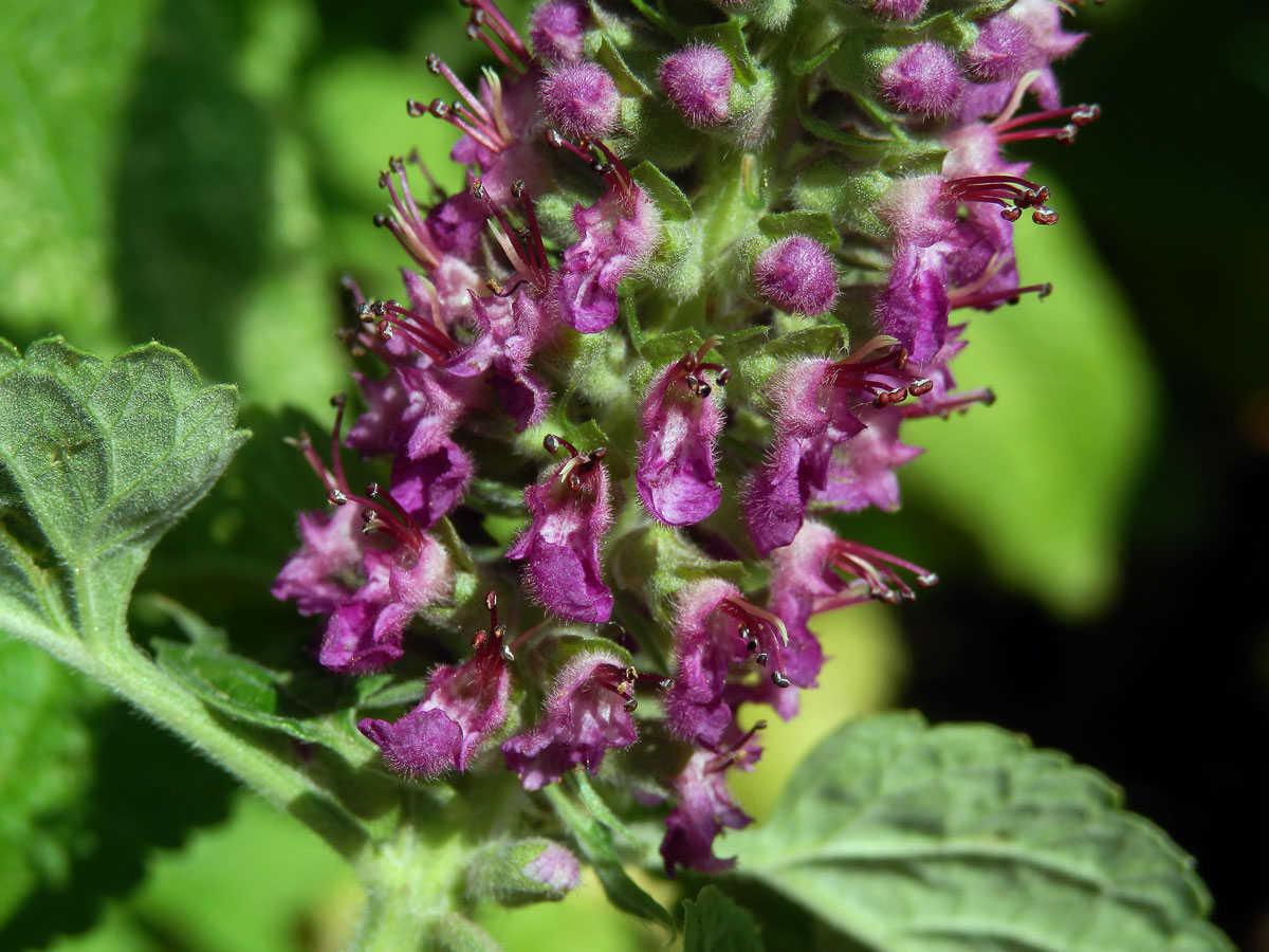 Ožanka (Teucrium hircanicum L.)