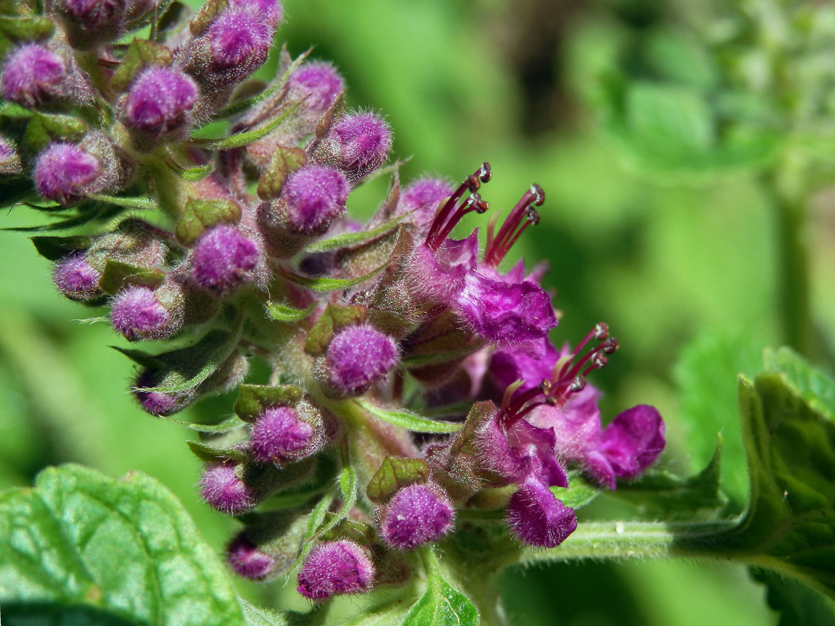 Ožanka (Teucrium hircanicum L.)