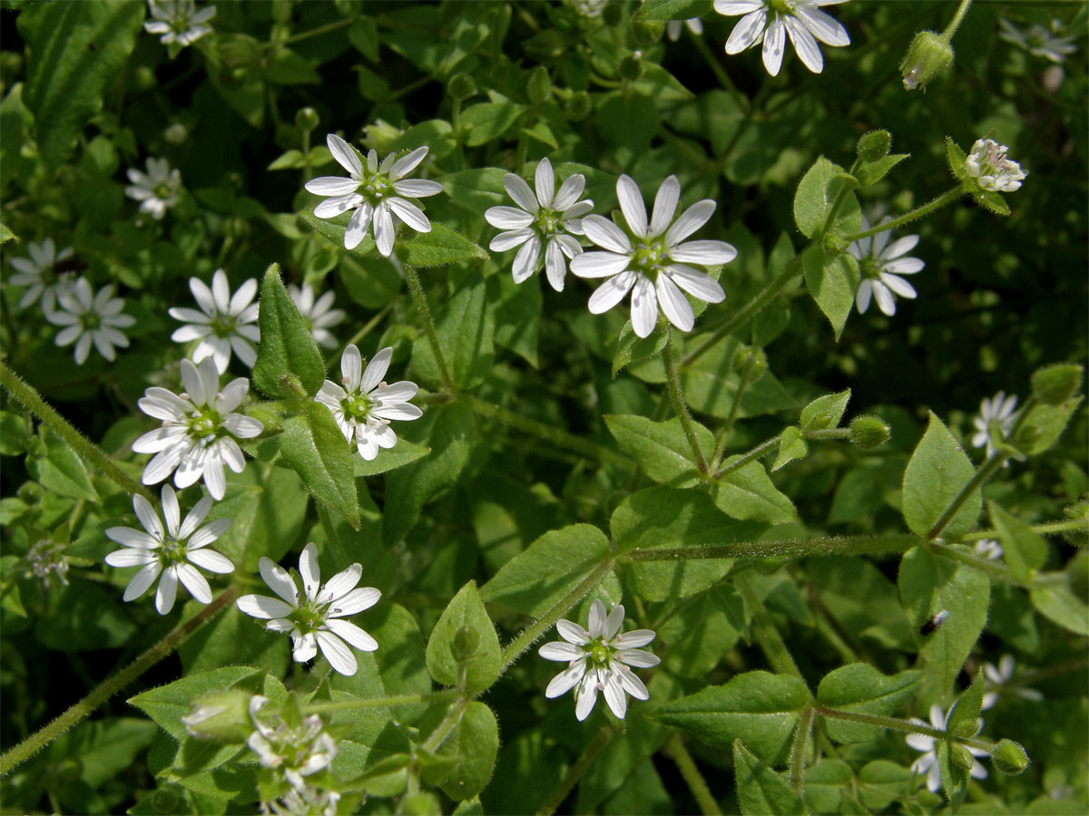 Křehkýš vodní (Myosoton aquaticum (L.) Moench)