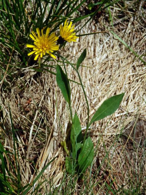 Jestřábník kalný (Hieracium stygium R. Uechtr.)