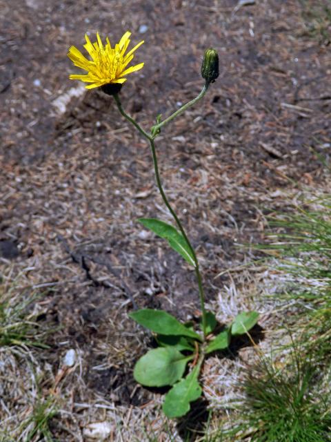 Jestřábník kalný (Hieracium stygium R. Uechtr.)