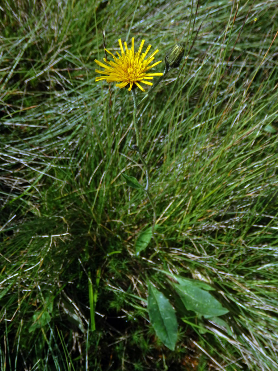 Jestřábník kalný (Hieracium stygium R. Uechtr.)