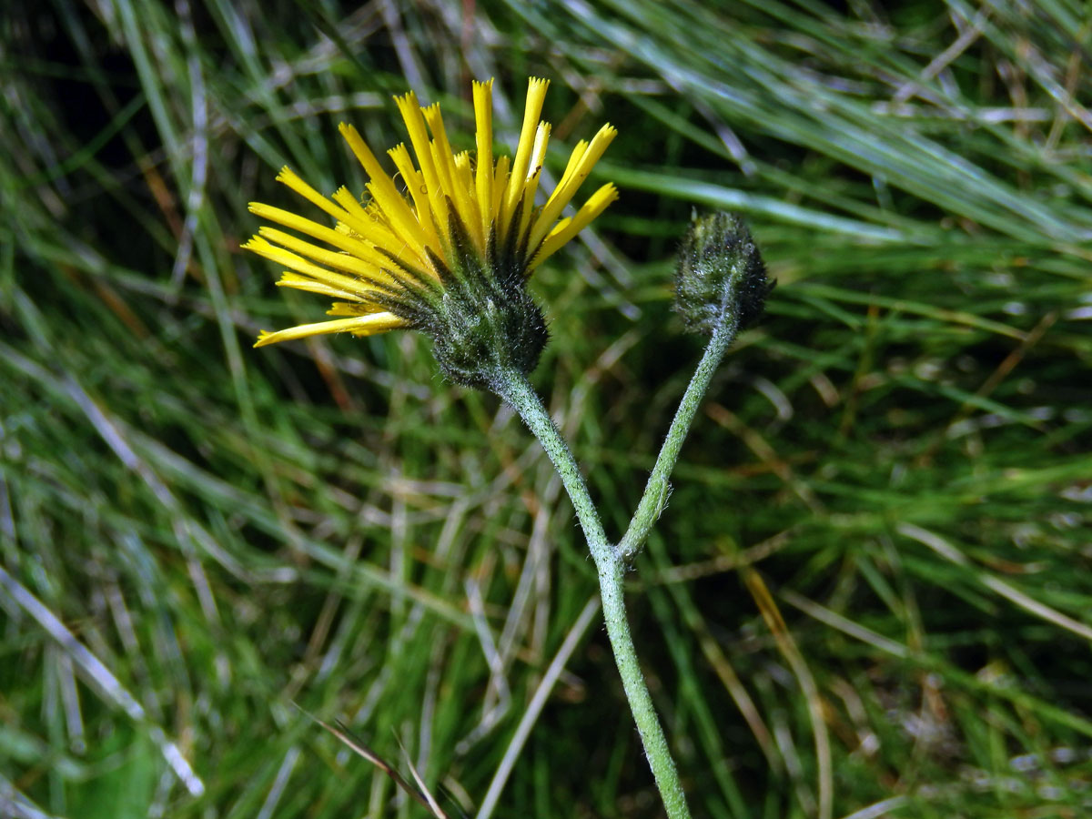 Jestřábník kalný (Hieracium stygium R. Uechtr.)