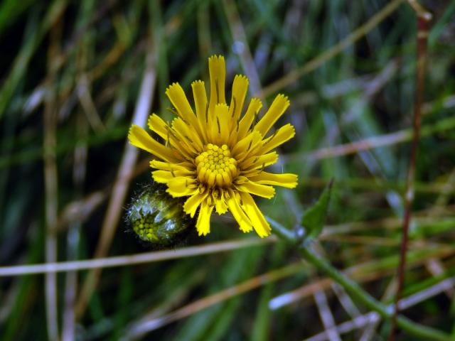 Jestřábník kalný (Hieracium stygium R. Uechtr.)