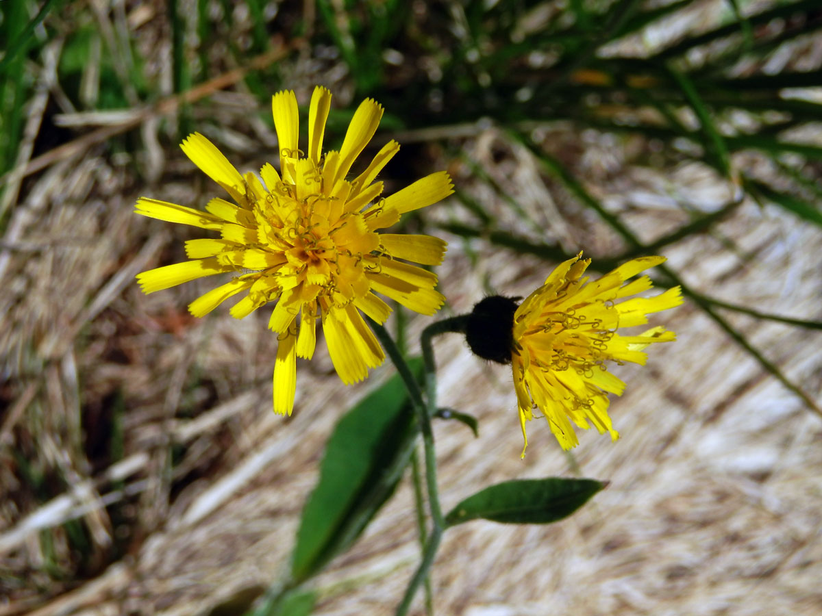 Jestřábník kalný (Hieracium stygium R. Uechtr.)