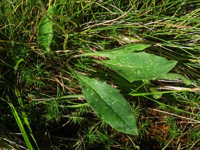 Jestřábník kalný (Hieracium stygium R. Uechtr.)