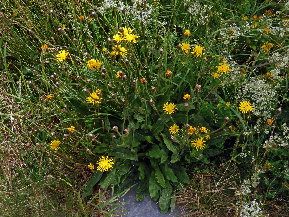 Škarda velkoúborná (Crepis conyzifolia (Gouan) Dalla Torre)