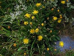 Škarda velkoúborná (Crepis conyzifolia (Gouan) Dalla Torre)