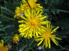 Škarda velkoúborná (Crepis conyzifolia (Gouan) Dalla Torre)