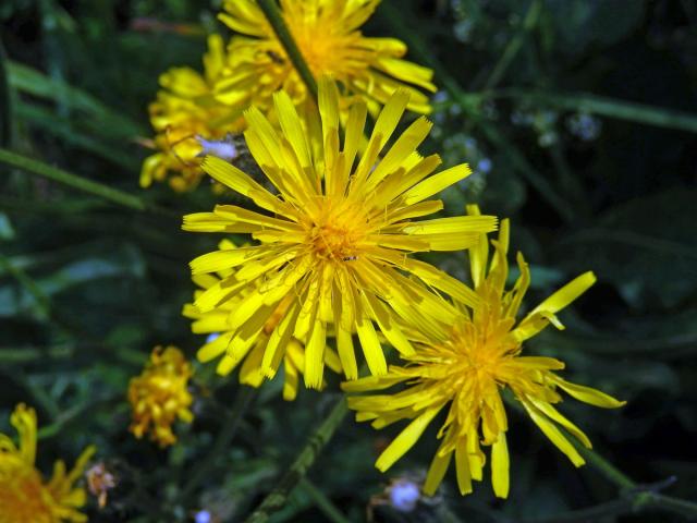 Škarda velkoúborná (Crepis conyzifolia (Gouan) Dalla Torre)