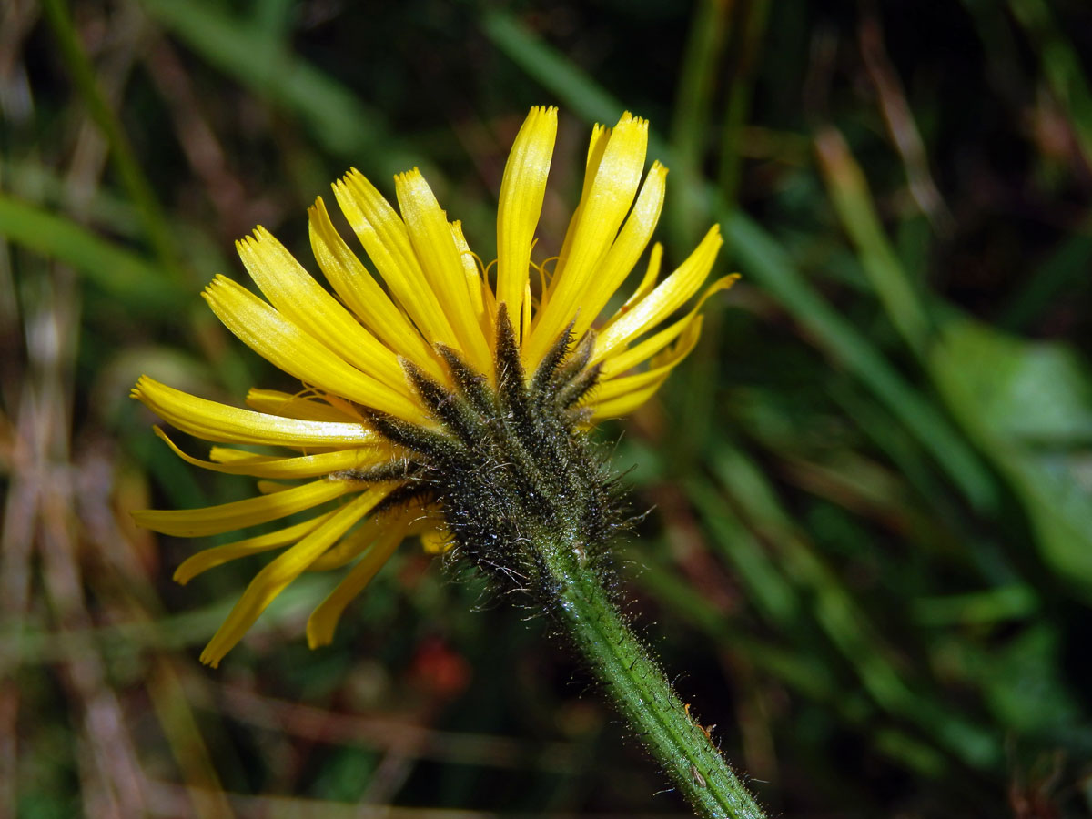 Škarda velkoúborná (Crepis conyzifolia (Gouan) Dalla Torre)