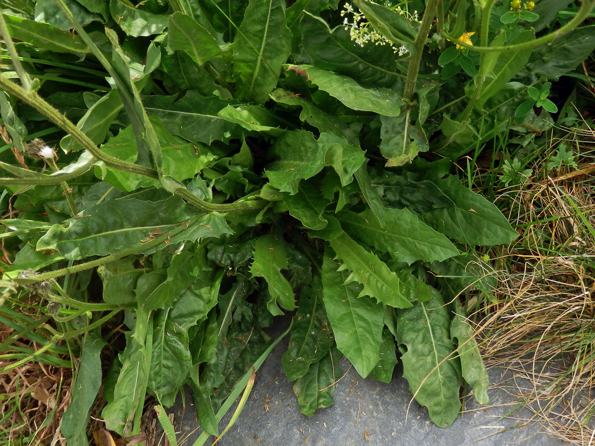 Škarda velkoúborná (Crepis conyzifolia (Gouan) Dalla Torre)