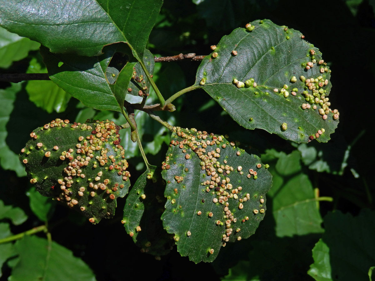 Hálky vlnovníka (Phytoptus laevis)