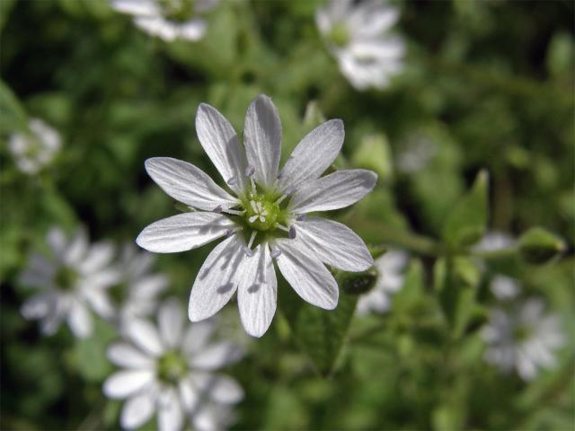 Křehkýš vodní (Myosoton aquaticum (L.) Moench)