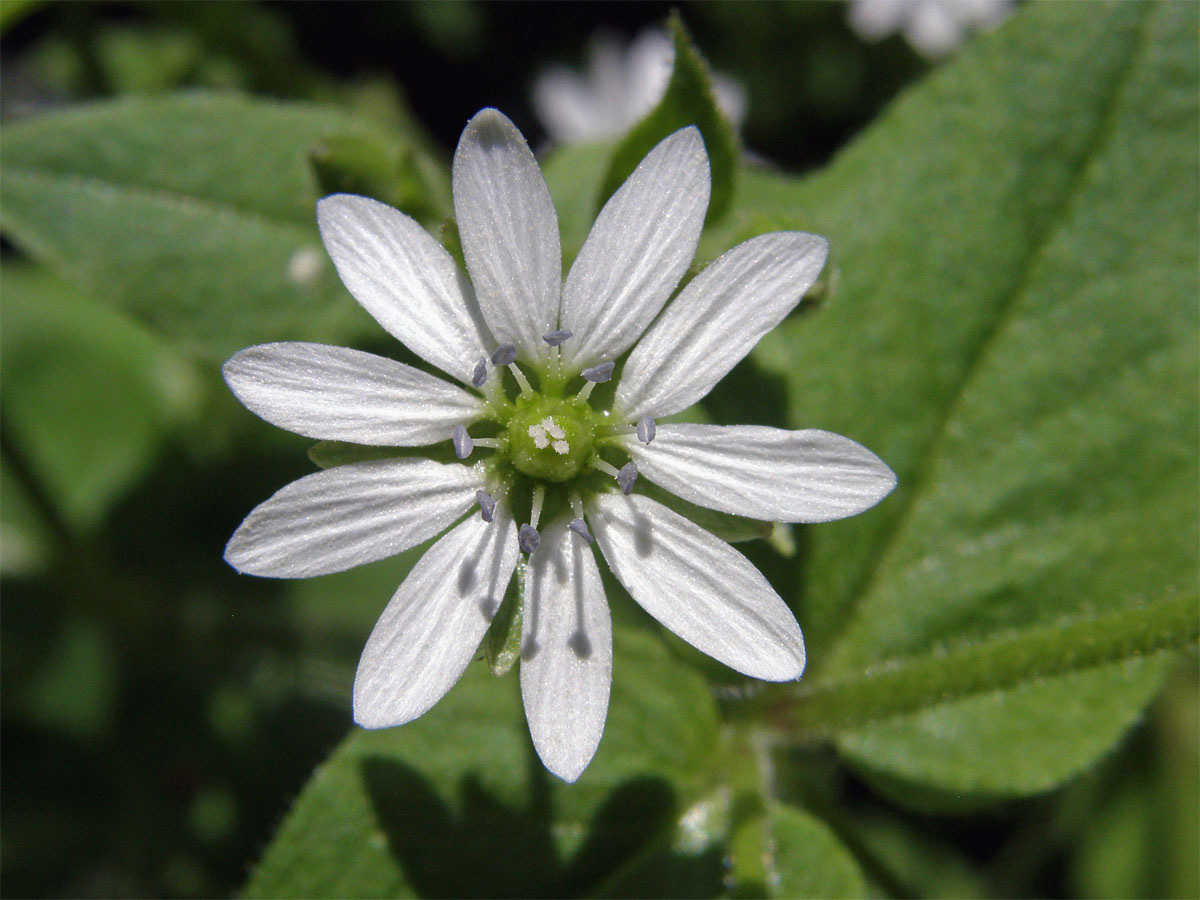 Křehkýš vodní (Myosoton aquaticum (L.) Moench)