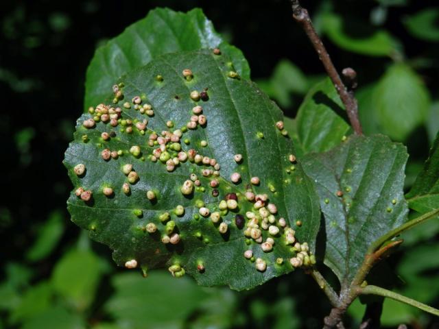 Hálky vlnovníka (Phytoptus laevis)