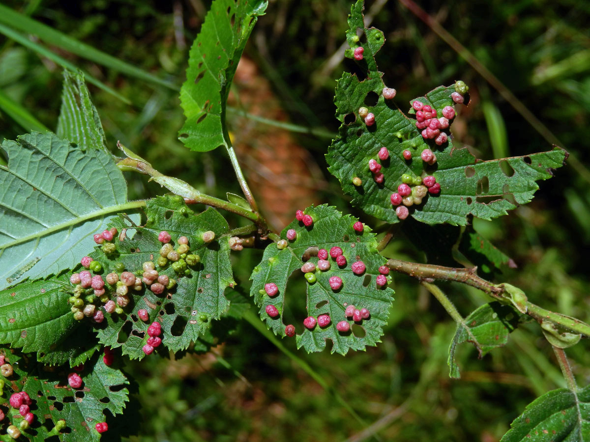 Hálky vlnovníka (Phytoptus laevis) na olši šedé (Alnus incana)