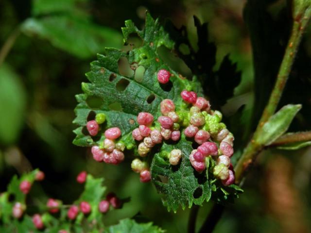 Hálky vlnovníka (Phytoptus laevis) na olši šedé (Alnus incana)