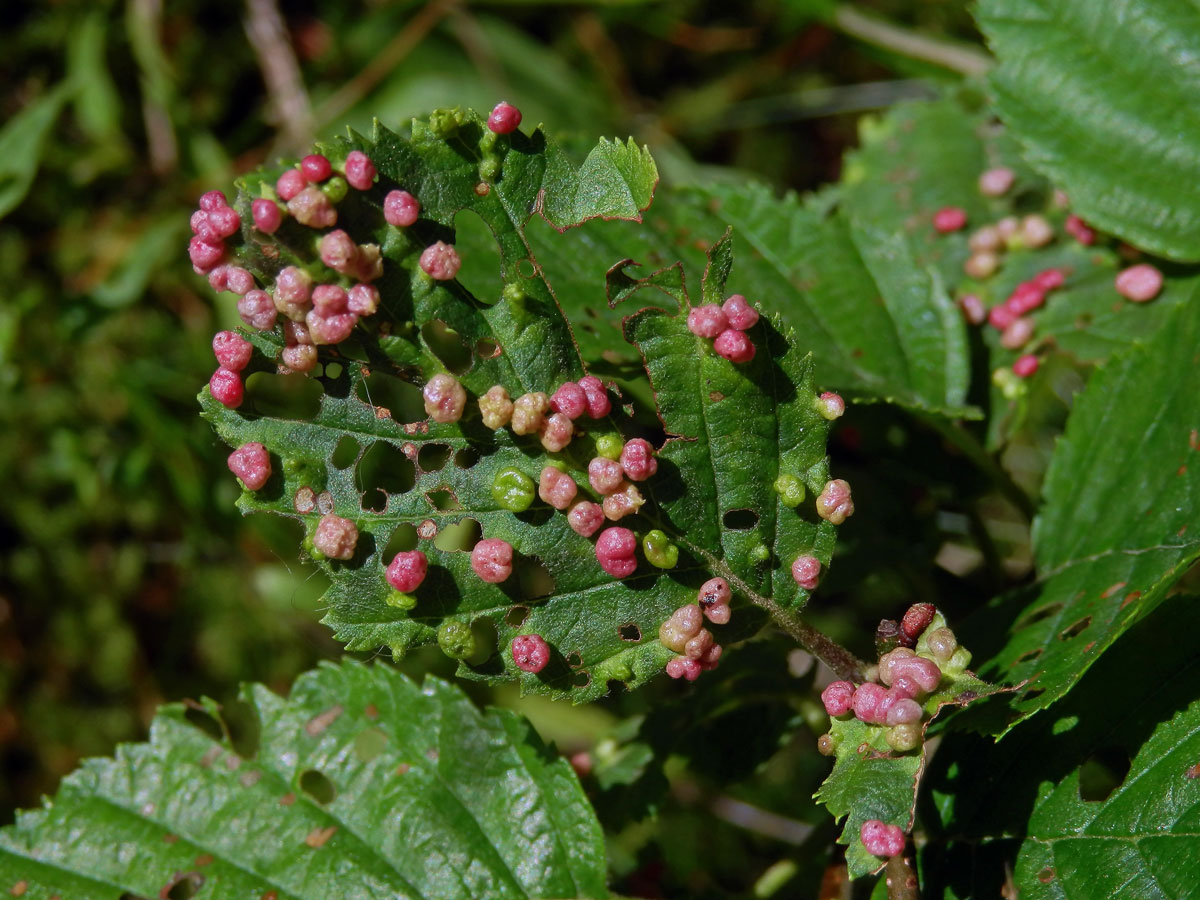 Hálky vlnovníka (Phytoptus laevis) na olši šedé (Alnus incana)