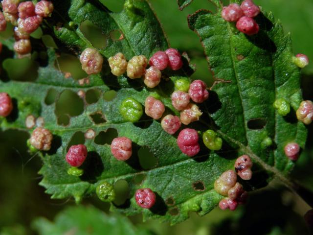 Hálky vlnovníka (Phytoptus laevis) na olši šedé (Alnus incana)