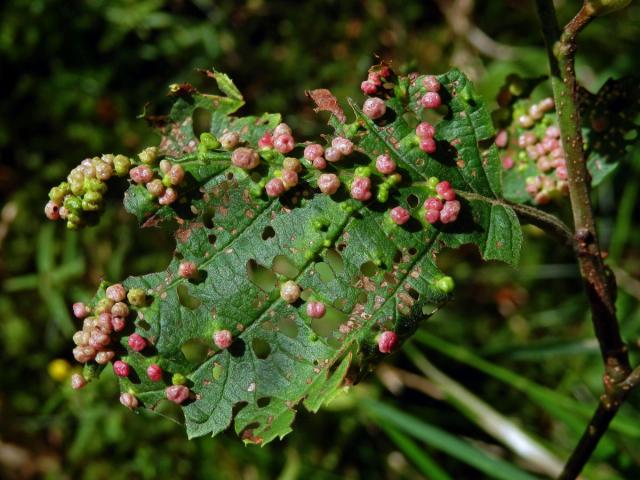 Hálky vlnovníka (Phytoptus laevis) na olši šedé (Alnus incana)