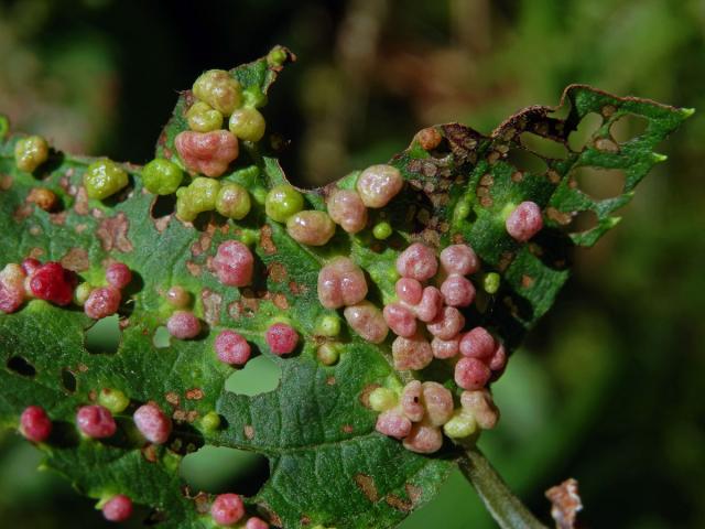 Hálky vlnovníka (Phytoptus laevis) na olši šedé (Alnus incana)