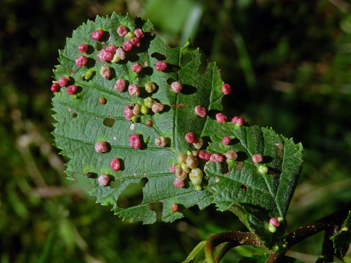 Hálky vlnovníka (Phytoptus laevis) na olši šedé (Alnus incana)