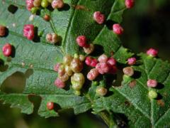 Hálky vlnovníka (Phytoptus laevis) na olši šedé (Alnus incana)