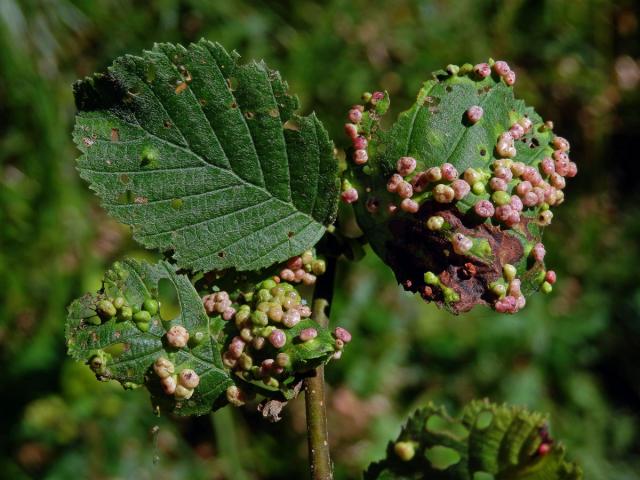 Hálky vlnovníka (Phytoptus laevis) na olši šedé (Alnus incana)