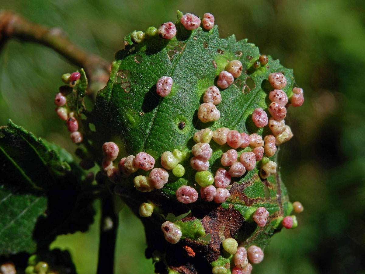 Hálky vlnovníka (Phytoptus laevis) na olši šedé (Alnus incana)