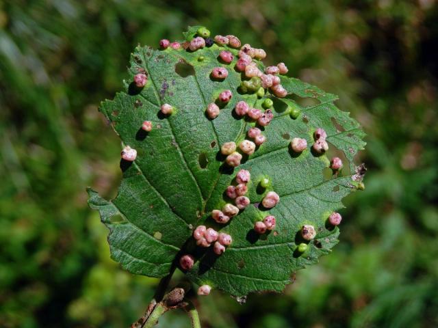 Hálky vlnovníka (Phytoptus laevis) na olši šedé (Alnus incana)