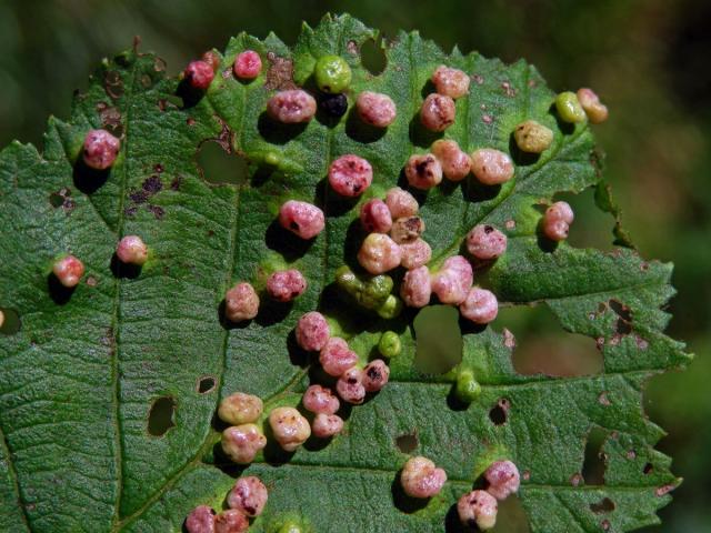 Hálky vlnovníka (Phytoptus laevis) na olši šedé (Alnus incana)