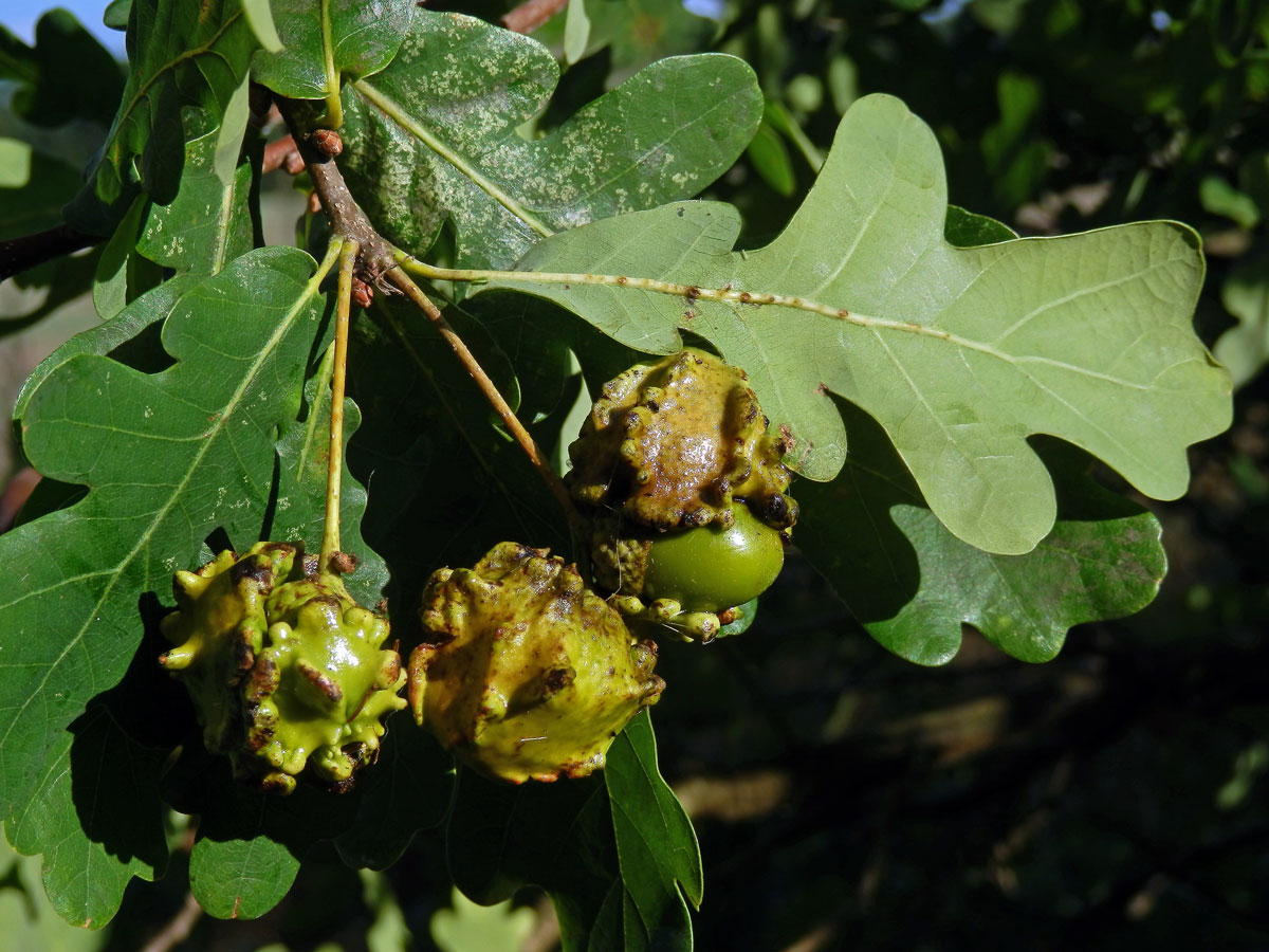 Hálky žlabatky kalichové (Andricus quercuscalicis)