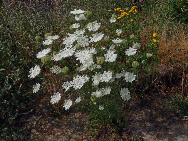 Mrkev obecná (Daucus carota L.)