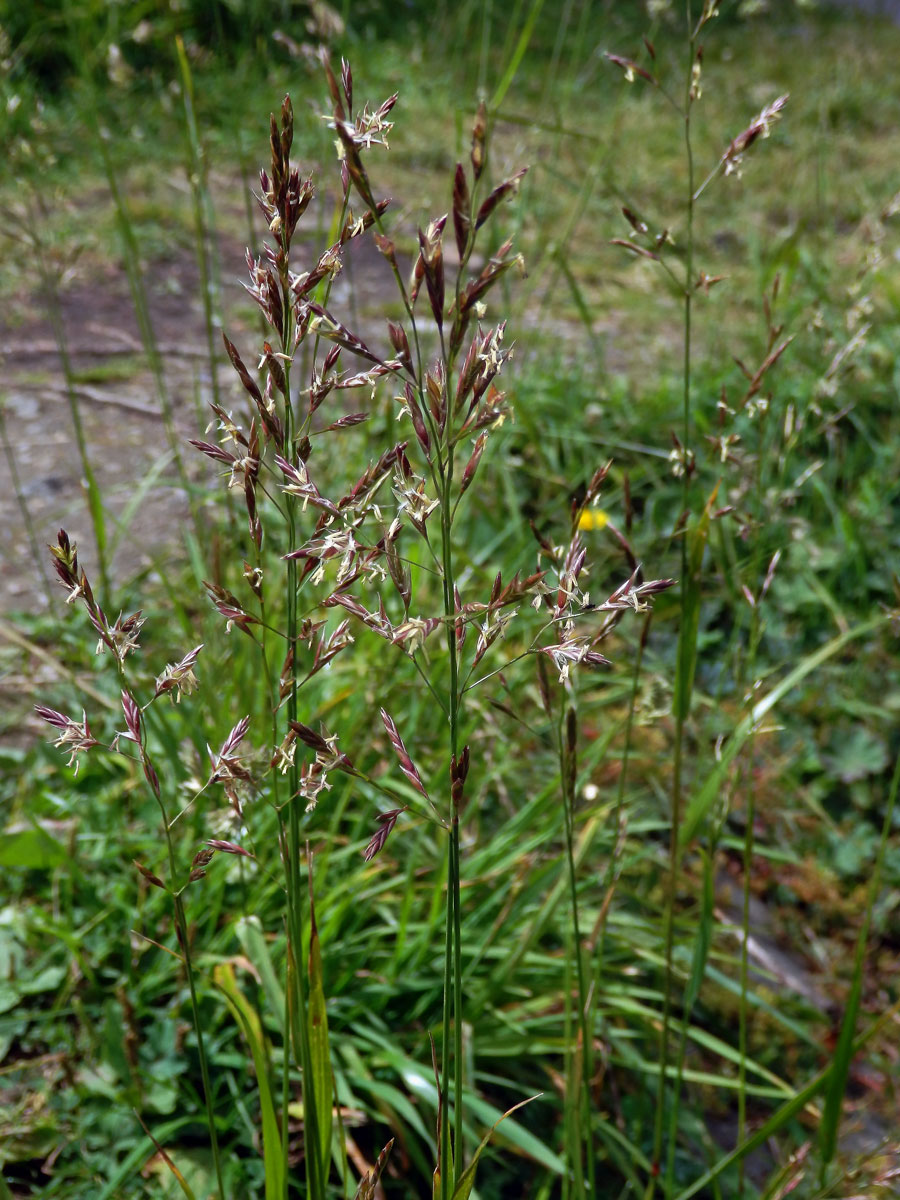 Kostřava červená (Festuca rubra L.)