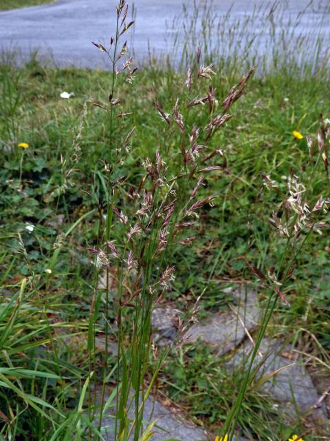 Kostřava červená (Festuca rubra L.)