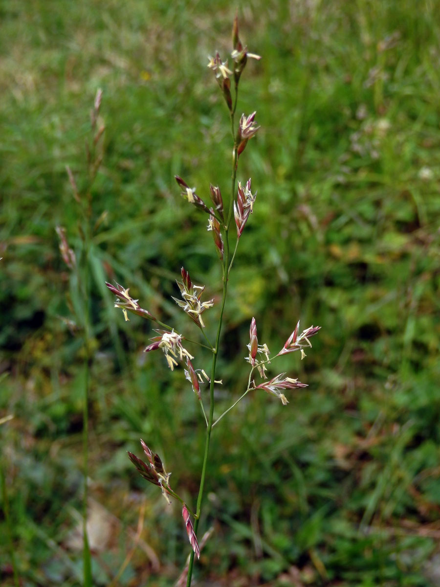 Kostřava červená (Festuca rubra L.)