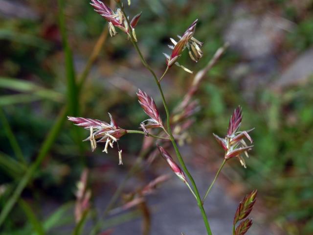 Kostřava červená (Festuca rubra L.)