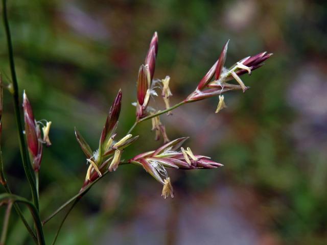 Kostřava červená (Festuca rubra L.)