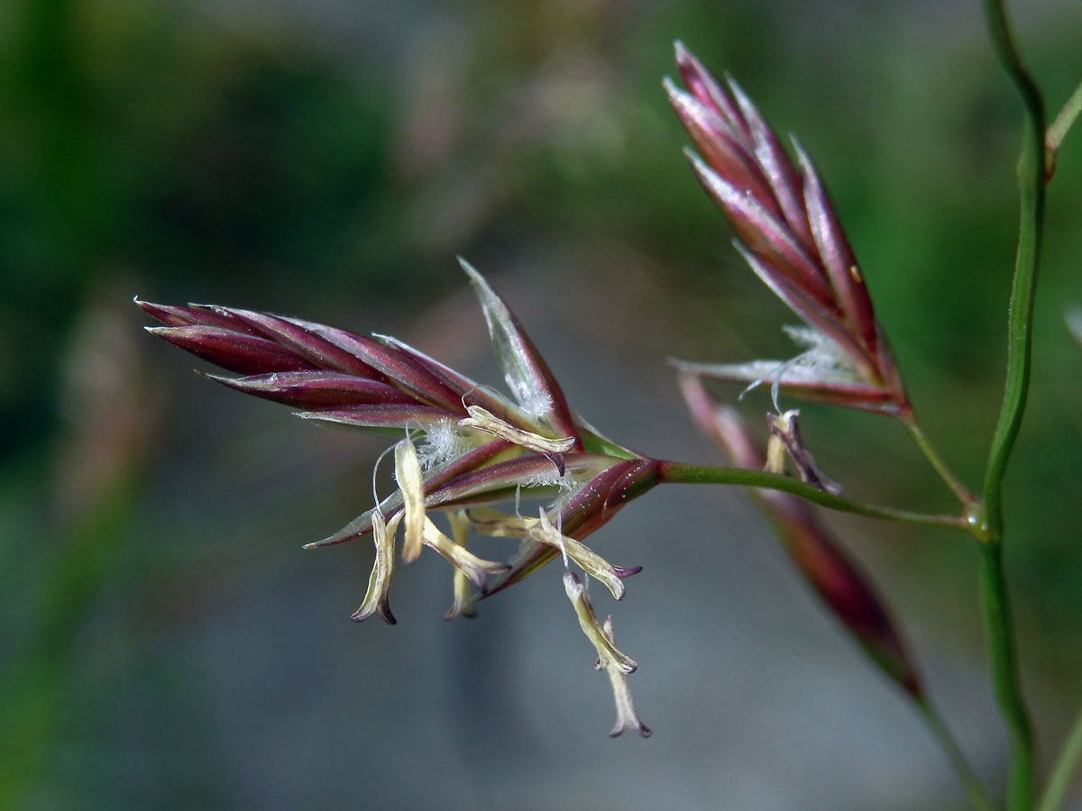 Kostřava červená (Festuca rubra L.)