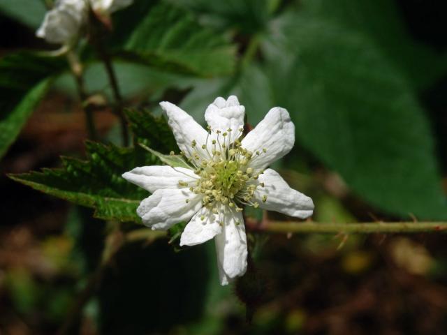 Ostružiník ježiník (Rubus caesius L.), devítičetný květ (3)