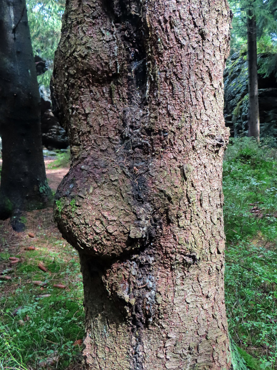 Smrk ztepilý (Picea abies (L.) Karsten) (35) s nádory na kmeni