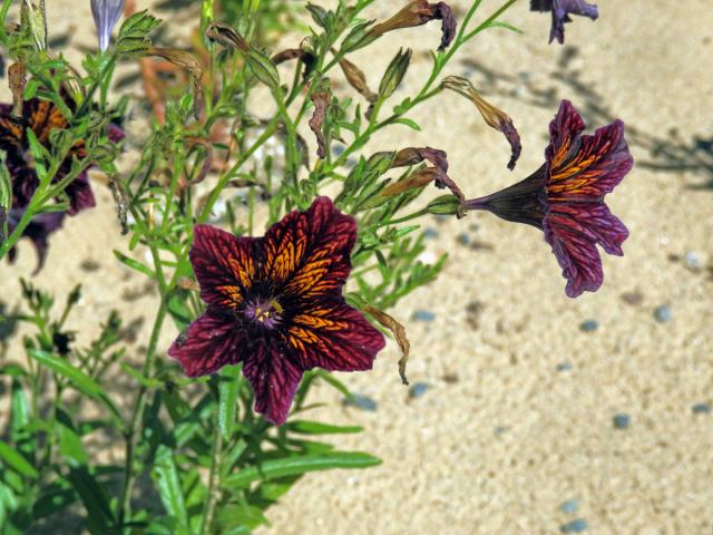 Jazylka chobotnatá (Salpiglossis sinuata Ruiz & Pav.)