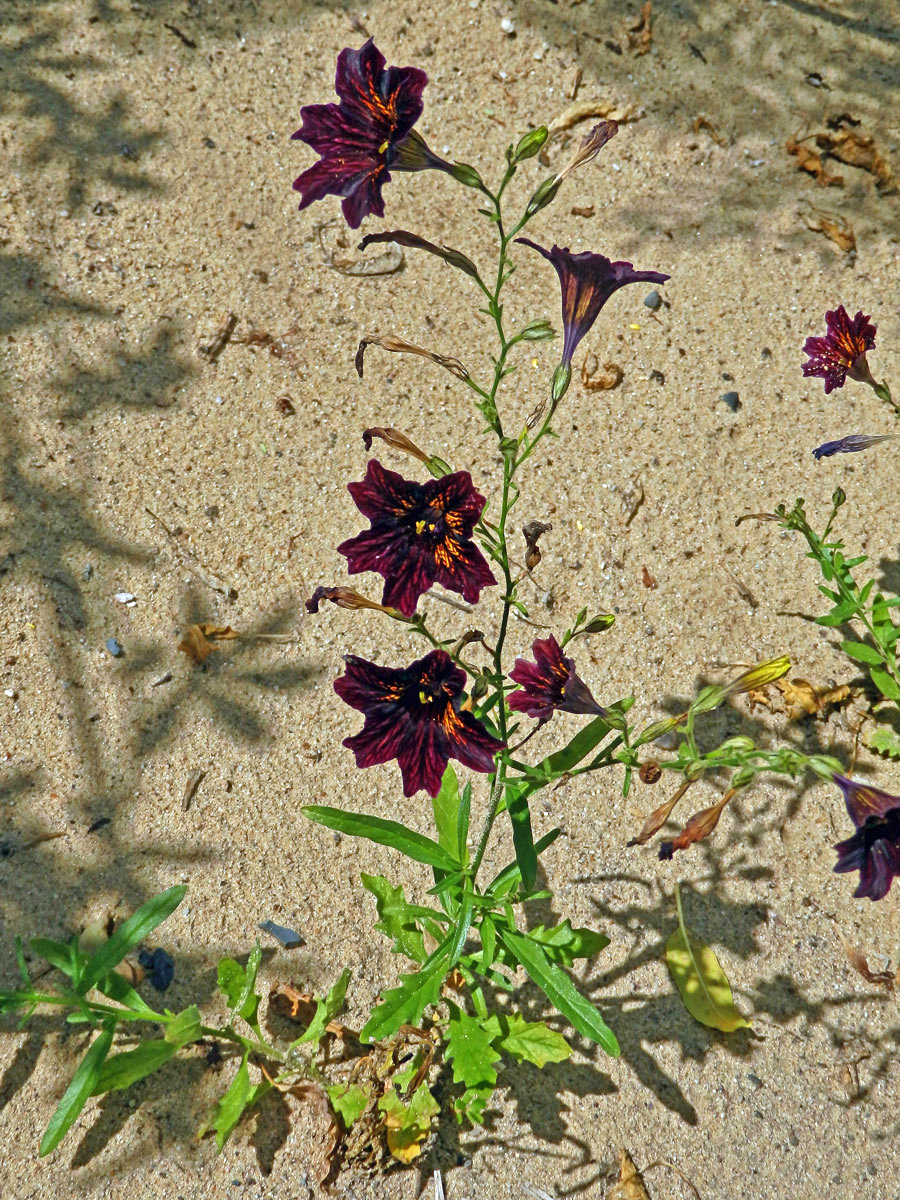 Jazylka chobotnatá (Salpiglossis sinuata Ruiz & Pav.)