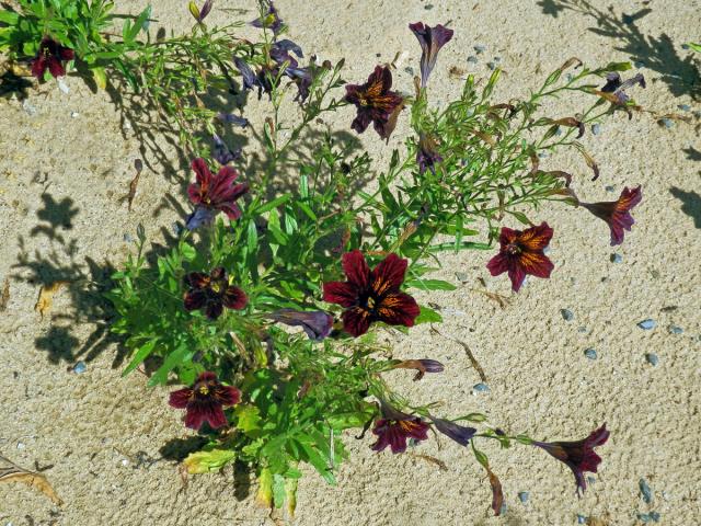 Jazylka chobotnatá (Salpiglossis sinuata Ruiz & Pav.)