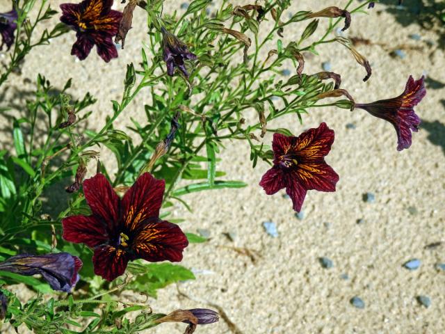 Jazylka chobotnatá (Salpiglossis sinuata Ruiz & Pav.)