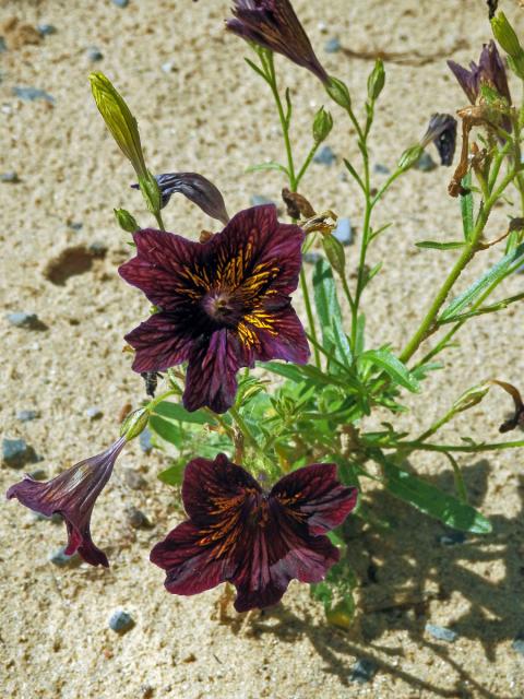 Jazylka chobotnatá (Salpiglossis sinuata Ruiz & Pav.)