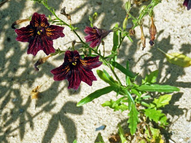 Jazylka chobotnatá (Salpiglossis sinuata Ruiz & Pav.)