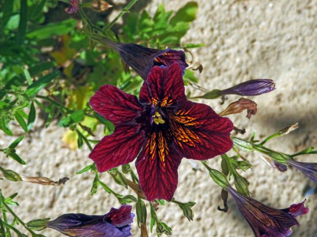 Jazylka chobotnatá (Salpiglossis sinuata Ruiz & Pav.)